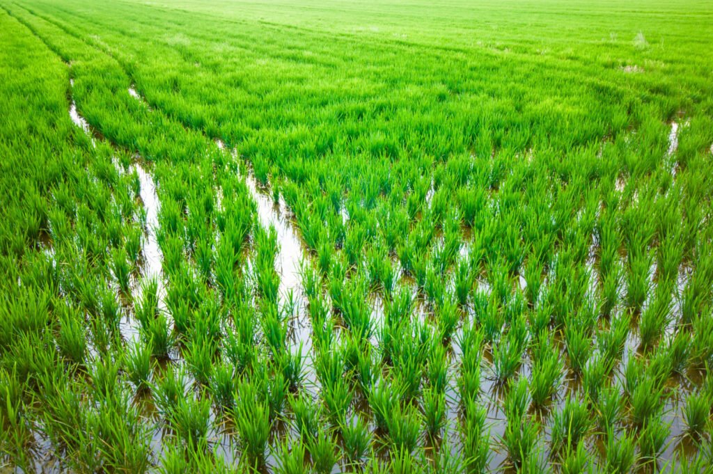 bulk basmati rice supplier in India
