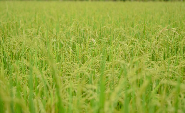 rice field